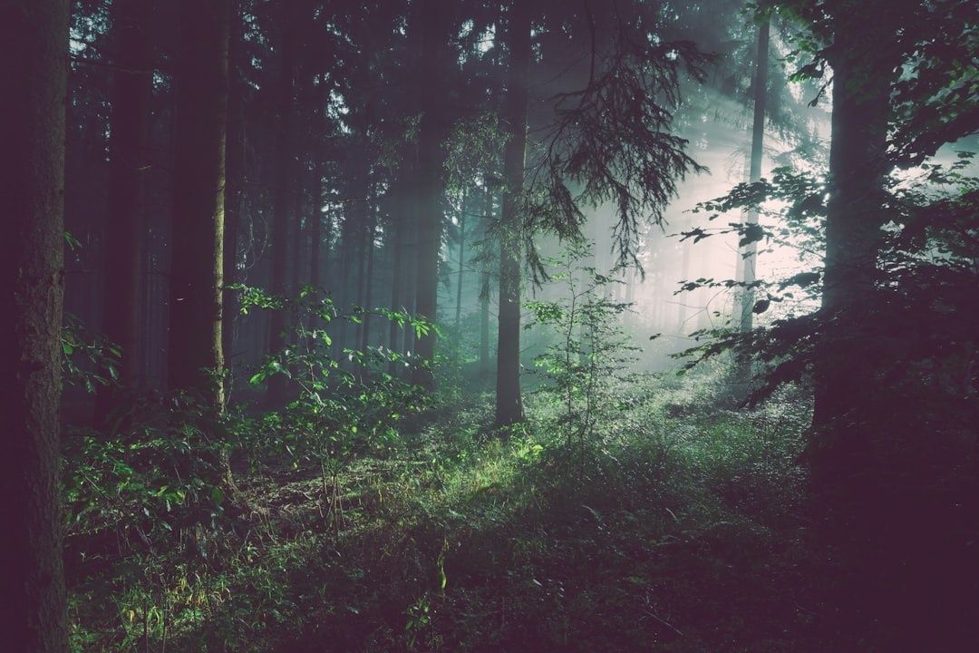 Dunkler Wald mit hohen Bäumen und magischem Licht zwischen den Stämmen