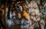 Nahaufnahme eines Tigers mit orange-schwarzem Fell zwischen Ästen