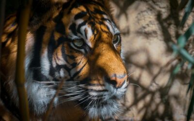 Nahaufnahme eines Tigers mit orange-schwarzem Fell zwischen Ästen