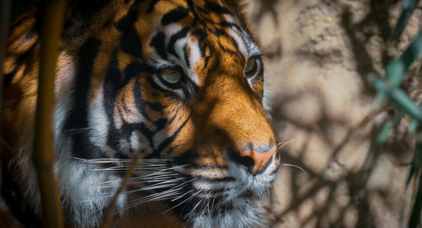 Nahaufnahme eines Tigers mit orange-schwarzem Fell zwischen Ästen