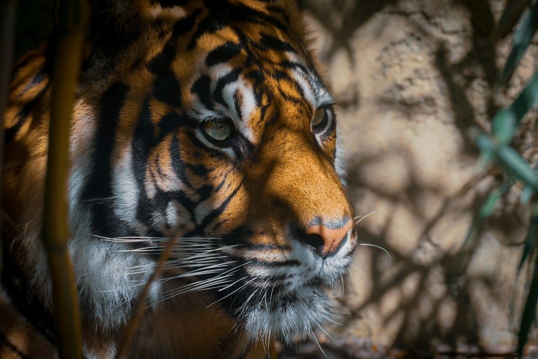 Nahaufnahme eines Tigers mit orange-schwarzem Fell zwischen Ästen